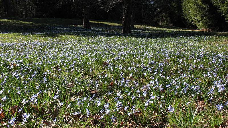 April 15, 2009 - Maudslay State Park, Newburyport, Massachusetts.