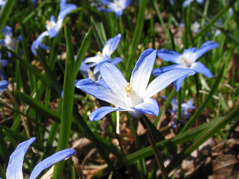April 15, 2009 - Maudslay State Park, Newburyport, Massachusetts.
