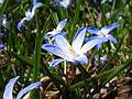 April 15, 2009 - Maudslay State Park, Newburyport, Massachusetts.