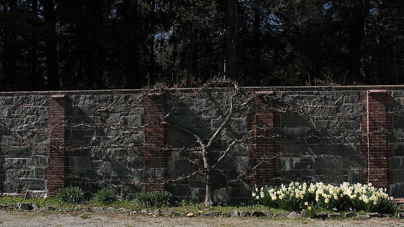 April 15, 2009 - Maudslay State Park, Newburyport, Massachusetts.