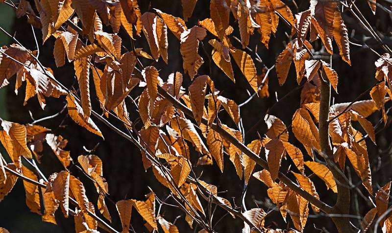 April 15, 2009 - Maudslay State Park, Newburyport, Massachusetts.<br />Last year's beech leaves.