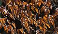 April 15, 2009 - Maudslay State Park, Newburyport, Massachusetts.<br />Last year's beech leaves.