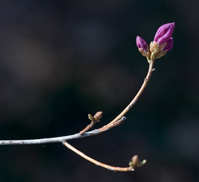 April 15, 2009 - Maudslay State Park, Newburyport, Massachusetts.<br />A deciduour azalea?
