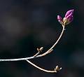 April 15, 2009 - Maudslay State Park, Newburyport, Massachusetts.<br />A deciduour azalea?