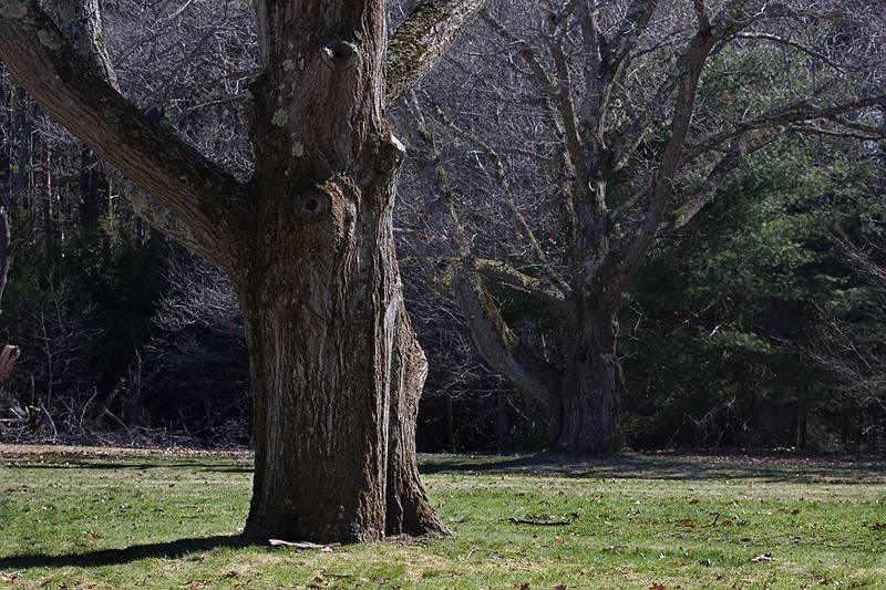 April 15, 2009 - Maudslay State Park, Newburyport, Massachusetts.