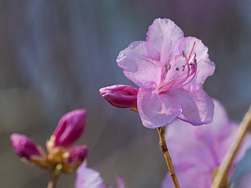 April 15, 2009 - Maudslay State Park, Newburyport, Massachusetts.<br />A deciduour azalea?