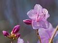 April 15, 2009 - Maudslay State Park, Newburyport, Massachusetts.<br />A deciduour azalea?