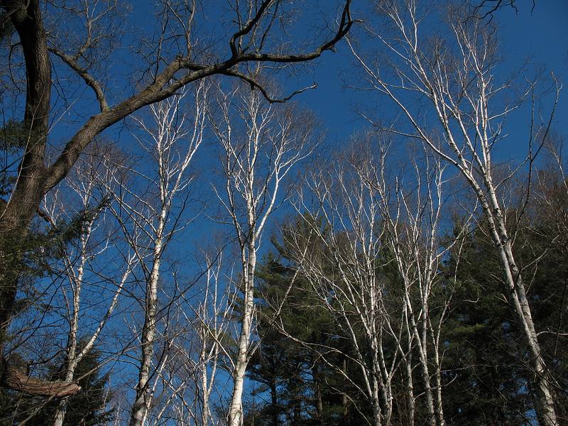 April 15, 2009 - Maudslay State Park, Newburyport, Massachusetts.