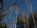 April 15, 2009 - Maudslay State Park, Newburyport, Massachusetts.