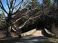 April 15, 2009 - Maudslay State Park, Newburyport, Massachusetts.