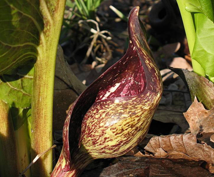 April 15, 2009 - Maudslay State Park, Newburyport, Massachusetts.<br />Skunk cabbage.