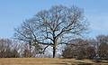 April 15, 2009 - Maudslay State Park, Newburyport, Massachusetts.