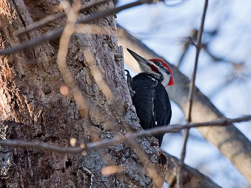 April 19, 2009 - Merrimac, Massachusetts.<br />Pileated Woodpecker in our own back yard.