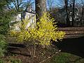 April 24, 2009 - Merrimac, Massachusetts.<br />Forsythia in our back yard.