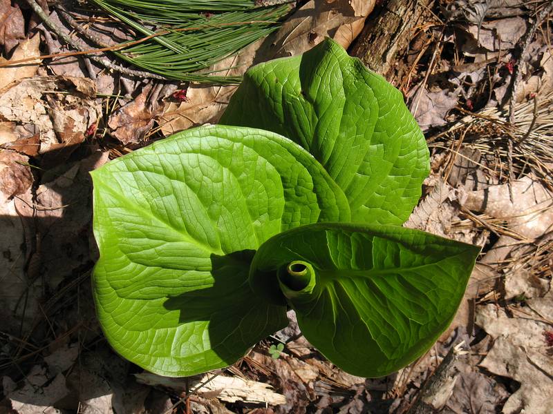 April 24, 2009 - Maudslay State Park, Newburyport, Massachusetts.<br />Skunk cabbage.