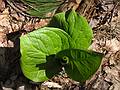 April 24, 2009 - Maudslay State Park, Newburyport, Massachusetts.<br />Skunk cabbage.