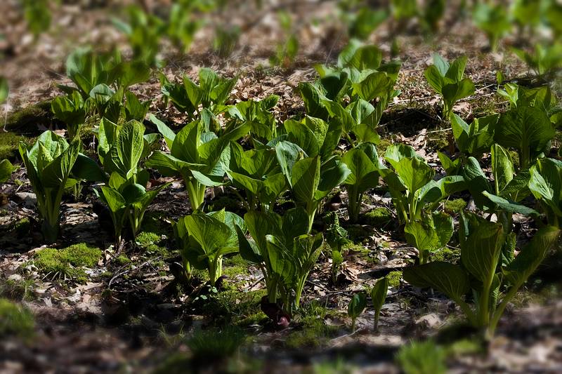 April 24, 2009 - Maudslay State Park, Newburyport, Massachusetts.<br />Skunk cabbage.