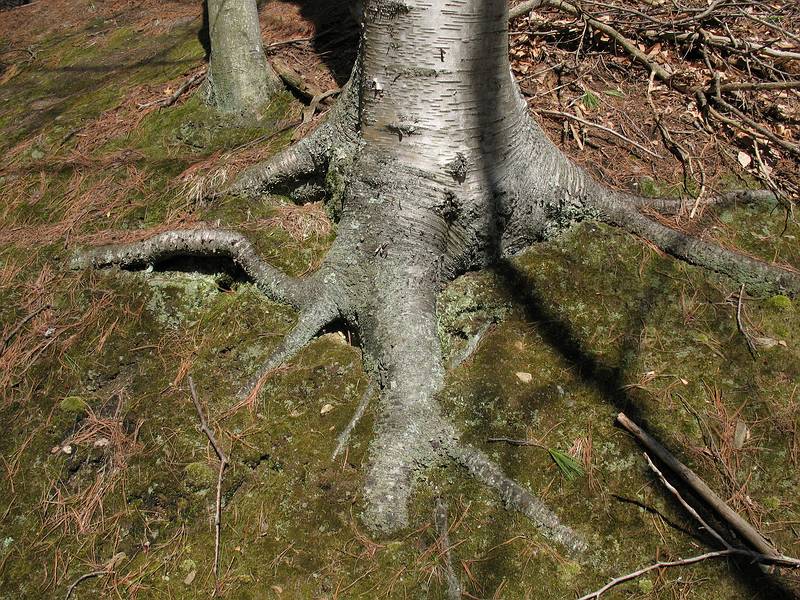 April 24, 2009 - Maudslay State Park, Newburyport, Massachusetts.