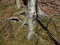 April 24, 2009 - Maudslay State Park, Newburyport, Massachusetts.