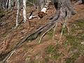 April 24, 2009 - Maudslay State Park, Newburyport, Massachusetts.