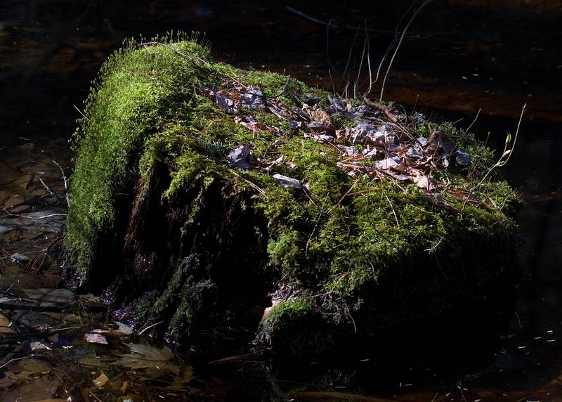 April 24, 2009 - Maudslay State Park, Newburyport, Massachusetts.<br />Tree stump.