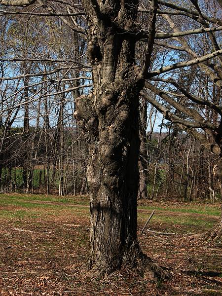 April 24, 2009 - Maudslay State Park, Newburyport, Massachusetts.