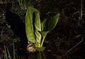 April 24, 2009 - Maudslay State Park, Newburyport, Massachusetts.<br />Skunk cabbage.