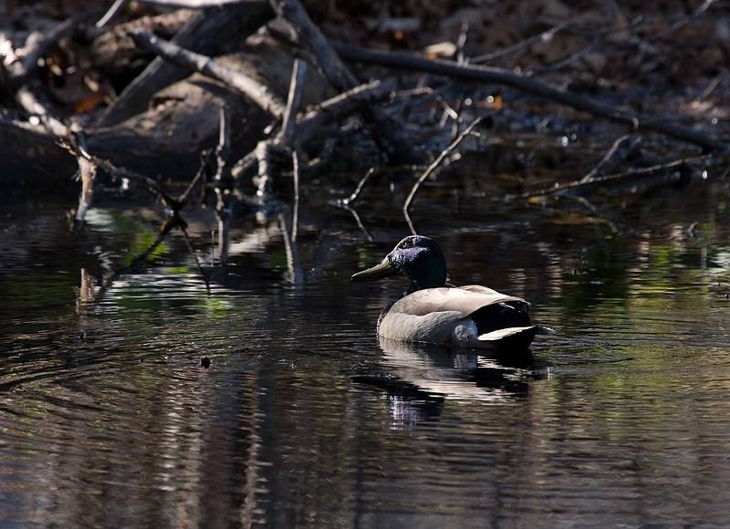 April 24, 2009 - Maudslay State Park, Newburyport, Massachusetts.<br />Mallard.