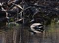 April 24, 2009 - Maudslay State Park, Newburyport, Massachusetts.<br />Mallard.