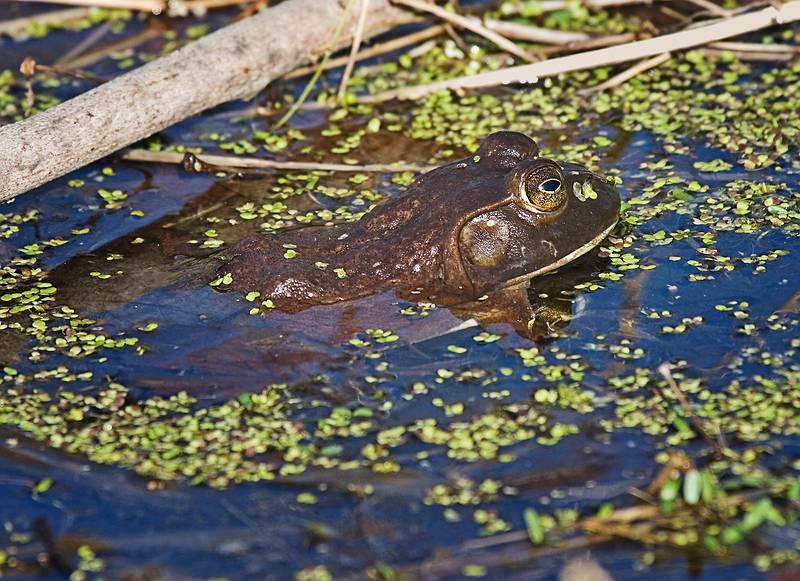 April 24, 2009 - Maudslay State Park, Newburyport, Massachusetts.