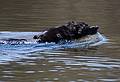 April 25, 2009 - Old Town Hill (Trustees of Reservations), Newbury, Massachusetts.<br />A visitor's labrador retrieving a stick.
