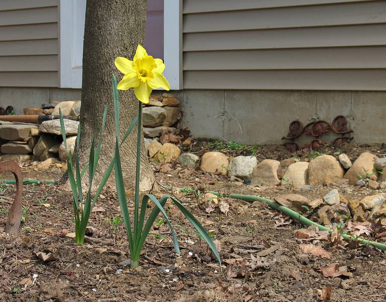April 26, 2009 - Merrimac, Massachusetts.<br />Our only daffodil in the yard.