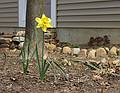 April 26, 2009 - Merrimac, Massachusetts.<br />Our only daffodil in the yard.