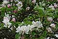 May 4, 2009 - Maudslay State Park, Newburyport, Massachusetts.<br />Apple blossoms.