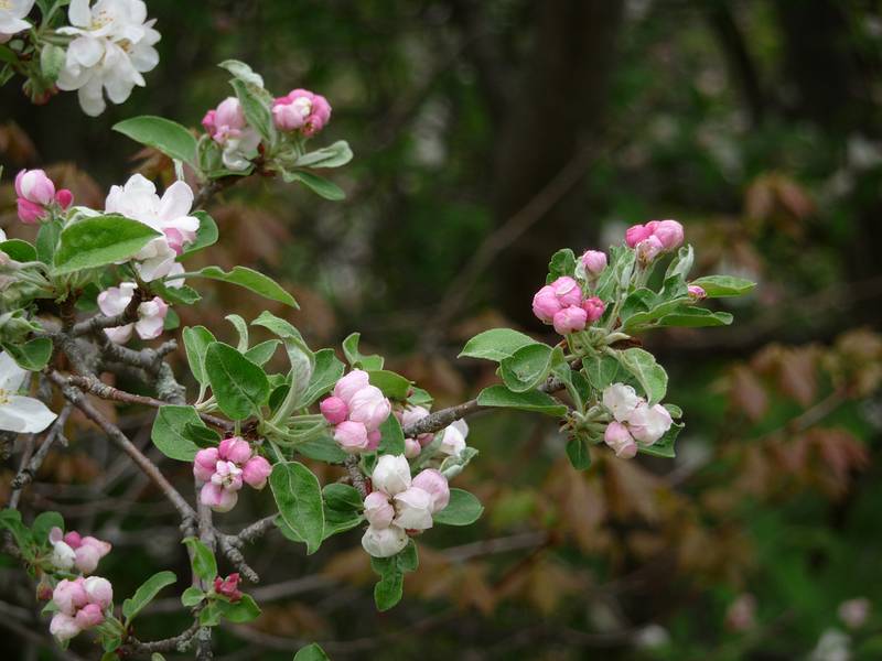 May 4, 2009 - Maudslay State Park, Newburyport, Massachusetts.<br />Apple blossoms.