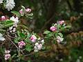 May 4, 2009 - Maudslay State Park, Newburyport, Massachusetts.<br />Apple blossoms.