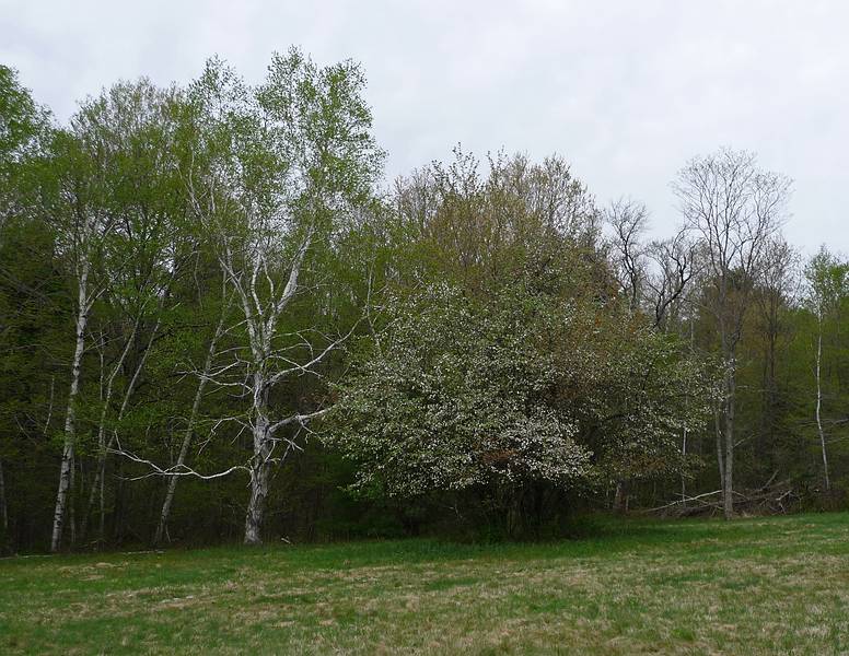 May 4, 2009 - Maudslay State Park, Newburyport, Massachusetts.<br />Meadow off Hoyts Lane.