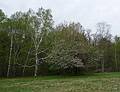 May 4, 2009 - Maudslay State Park, Newburyport, Massachusetts.<br />Meadow off Hoyts Lane.