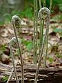 May 4, 2009 - Maudslay State Park, Newburyport, Massachusetts.<br />Unfurling ferns.