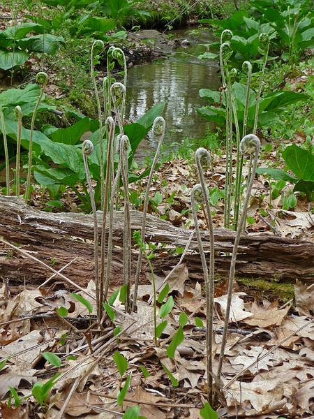 May 4, 2009 - Maudslay State Park, Newburyport, Massachusetts.<br />Unfurling ferns.