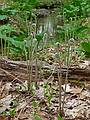 May 4, 2009 - Maudslay State Park, Newburyport, Massachusetts.<br />Unfurling ferns.