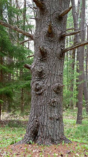 May 4, 2009 - Maudslay State Park, Newburyport, Massachusetts.