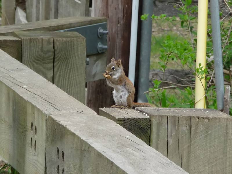 May 4, 2009 - Maudslay State Park, Newburyport, Massachusetts.<br />A red squirrel.