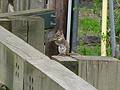May 4, 2009 - Maudslay State Park, Newburyport, Massachusetts.<br />A red squirrel.