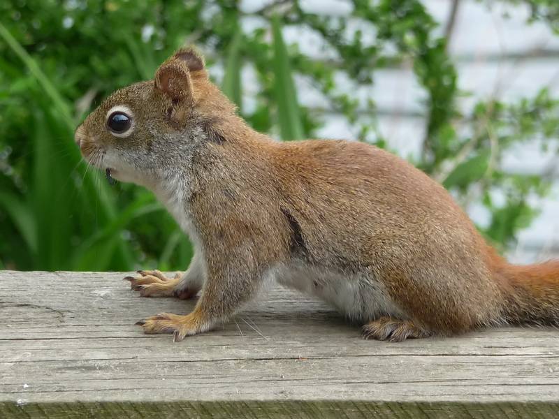 May 4, 2009 - Maudslay State Park, Newburyport, Massachusetts.<br />A red squirrel.