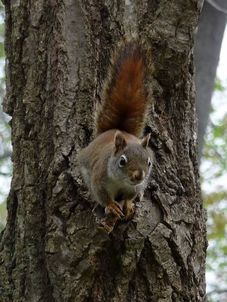 May 4, 2009 - Maudslay State Park, Newburyport, Massachusetts.<br />A red squirrel.