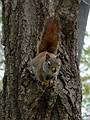 May 4, 2009 - Maudslay State Park, Newburyport, Massachusetts.<br />A red squirrel.
