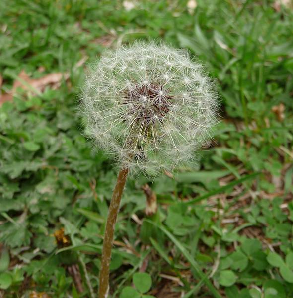 May 4, 2009 - Maudslay State Park, Newburyport, Massachusetts.