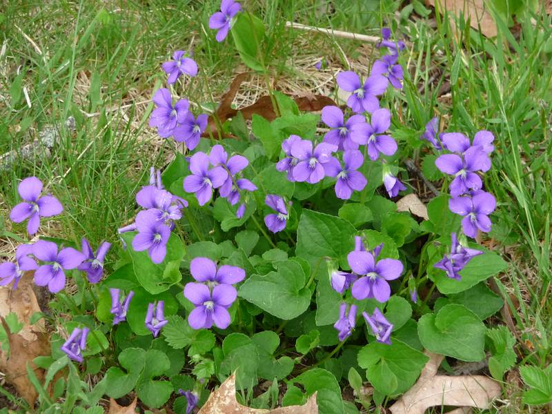 May 4, 2009 - Maudslay State Park, Newburyport, Massachusetts.<br />Violets.