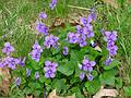 May 4, 2009 - Maudslay State Park, Newburyport, Massachusetts.<br />Violets.